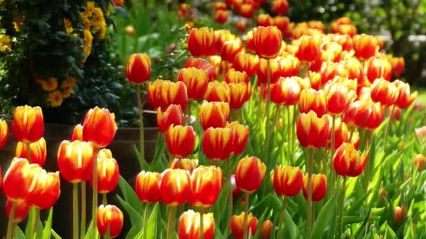 Krásné Tulipány Květina Tulipán Pole Zimě Nebo Jaře Den — Stock video