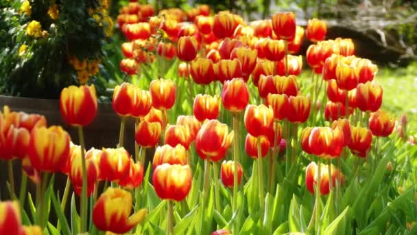 冬または春日チューリップ畑で美しいチューリップの花 — ストック動画