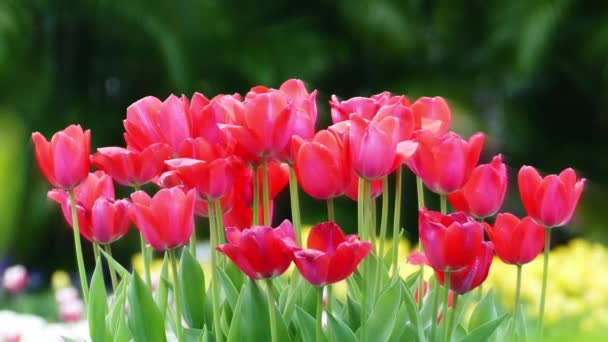 Belle Fleur Tulipes Dans Champ Tulipes Jour Hiver Printemps — Video