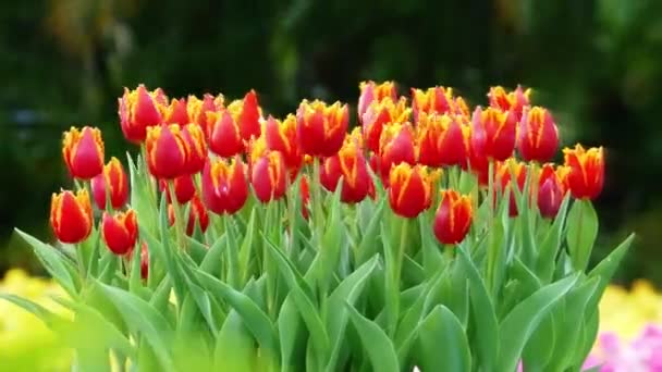 Красивые Тюльпаны Цветут Тюльпановом Поле Зимой Весной — стоковое видео