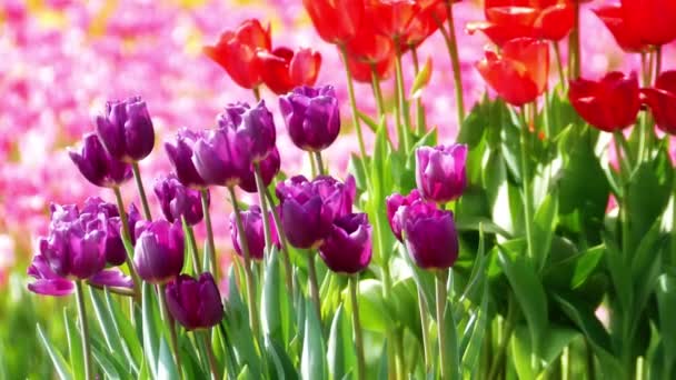 Linda Flor Tulipas Campo Tulipas Inverno Dia Primavera — Vídeo de Stock