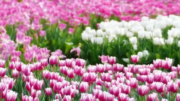 Hermosa Flor Tulipanes Campo Tulipanes Invierno Día Primavera — Vídeo de stock