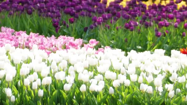 Hermosa Flor Tulipanes Campo Tulipanes Invierno Día Primavera — Vídeos de Stock