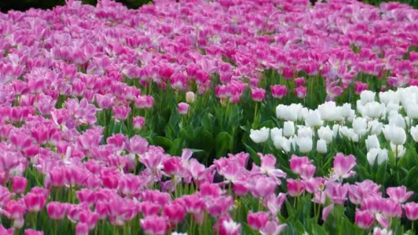 Piękne Tulipany Kwiat Pola Tulipanów Dzień Zimą Lub Wiosną — Wideo stockowe
