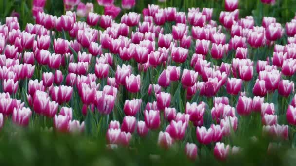 Beautiful Tulips Flower Tulip Field Winter Spring Day — Stock Video