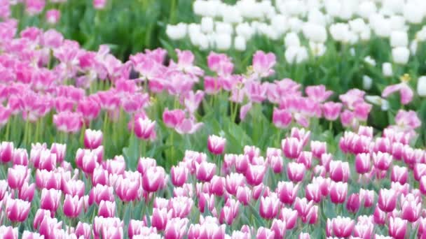 在冬季或春季郁金香地里美丽的郁金香花 — 图库视频影像