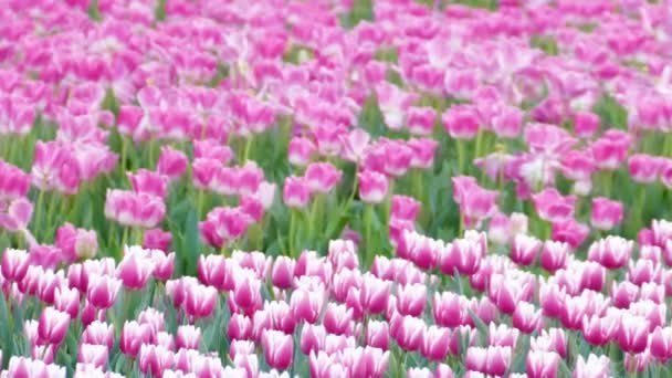 Hermosa Flor Tulipanes Campo Tulipanes Invierno Día Primavera — Vídeo de stock