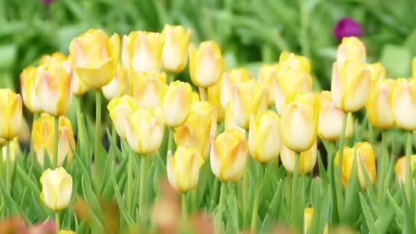 Schöne Tulpen Blühen Tulpenfeld Winter Oder Frühling — Stockvideo