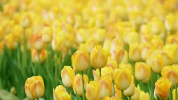 Krásné Tulipány Květina Tulipán Pole Zimě Nebo Jaře Den — Stock video