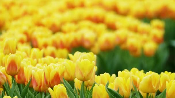 Prachtige Tulpen Bloem Tulp Veld Winter Voorjaar Dag — Stockvideo