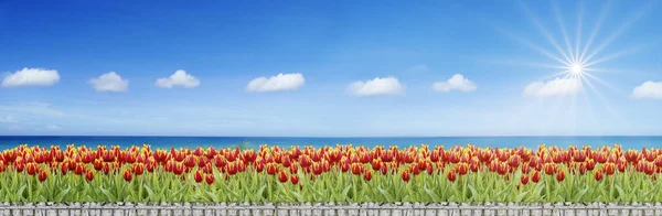 Rendu Champ Tulipes Côté Vue Sur Mer Ciel Lumineux — Photo