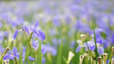 Tepedeki güzel deniz fenerinin 3 boyutlu görüntüsü.