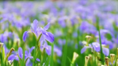 Tepedeki güzel deniz fenerinin 3 boyutlu görüntüsü.