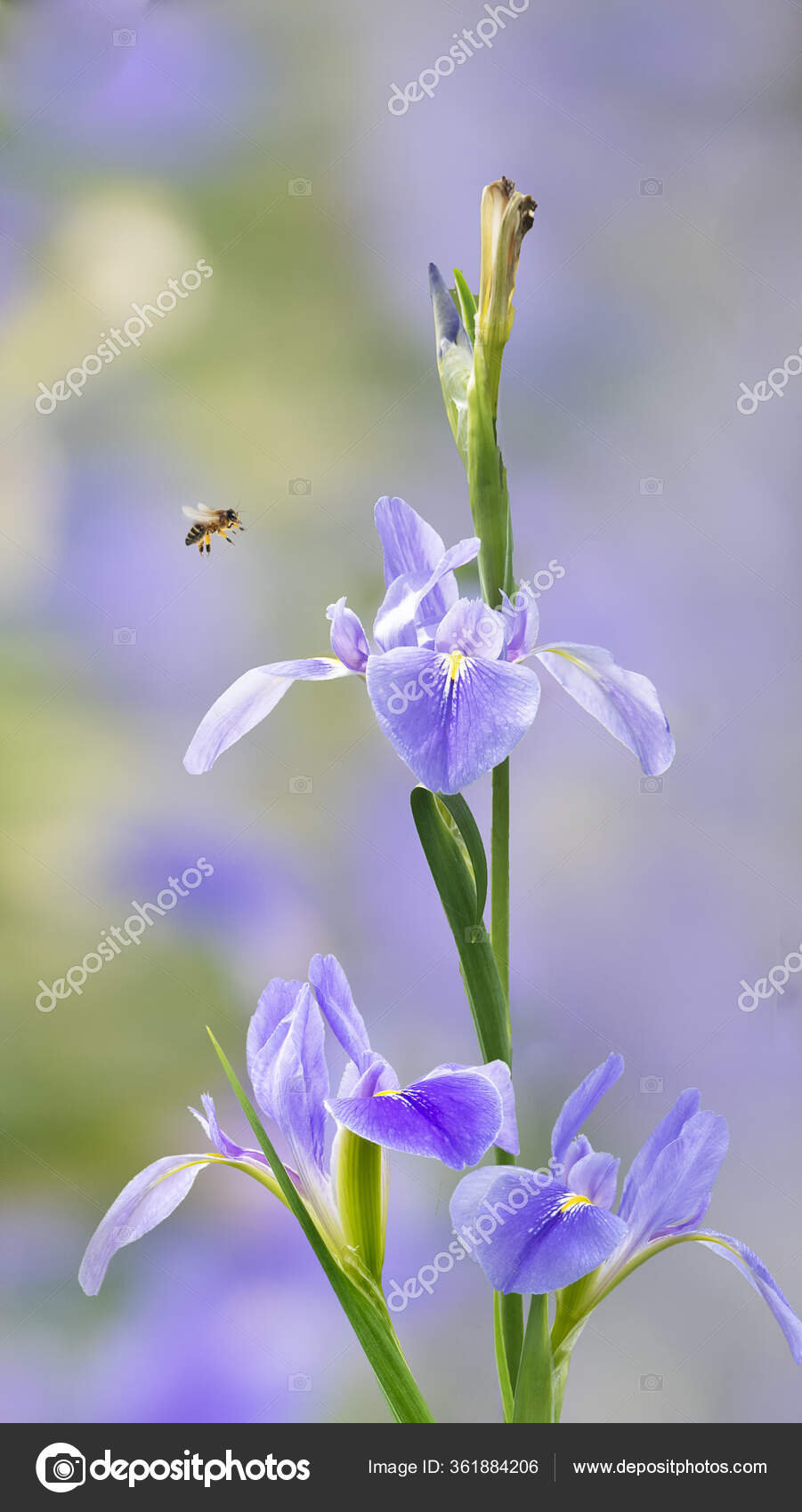 紫罗兰花iris Germanica 在模糊的绿色自然花园背景上 图库照片 C Nicholashan