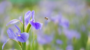 Bulanık yeşil bahçe arka planında Mor iris çiçekleri (Iris germanica)