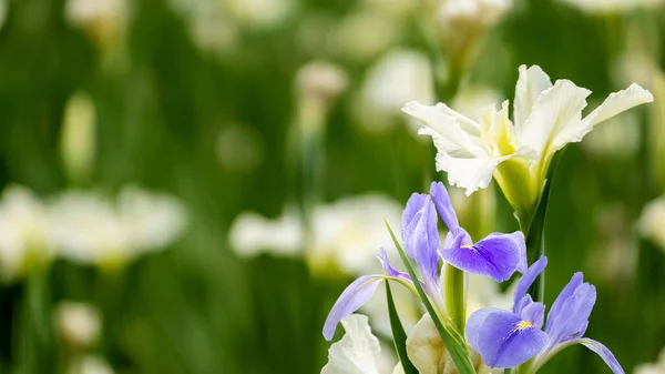 Βιολέτα Ίριδας Λουλούδια Iris Germanica Θολή Πράσινο Φυσικό Κήπο Φόντο — Φωτογραφία Αρχείου