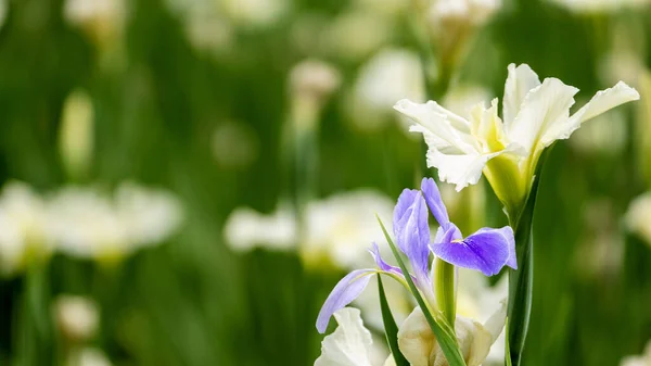 紫罗兰花 Iris Germanica 在模糊的绿色自然花园背景上 — 图库照片