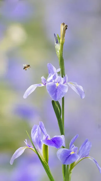 Квіти Фіолетових Ірисів Iris Germanica Розмитому Зеленому Природному Фоні Саду — стокове фото