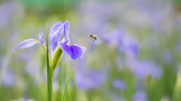 Las Flores Iris Violeta Iris Germanica Sobre Fondo Jardín Natural —  Fotos de Stock
