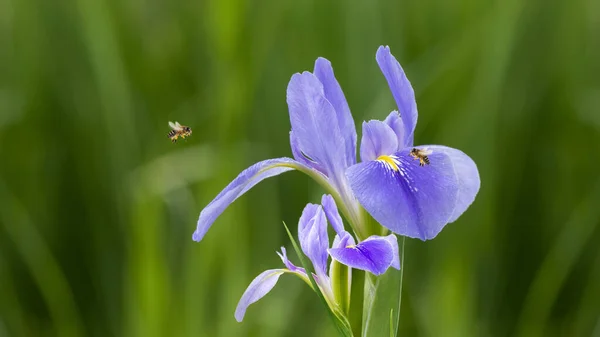 Fioletowe Kwiaty Tęczówki Iris Germanica Rozmytym Zielonym Naturalnym Tle Ogrodu — Zdjęcie stockowe