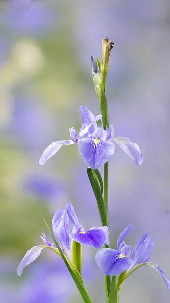 Las Flores Iris Violeta Iris Germanica Sobre Fondo Jardín Natural —  Fotos de Stock