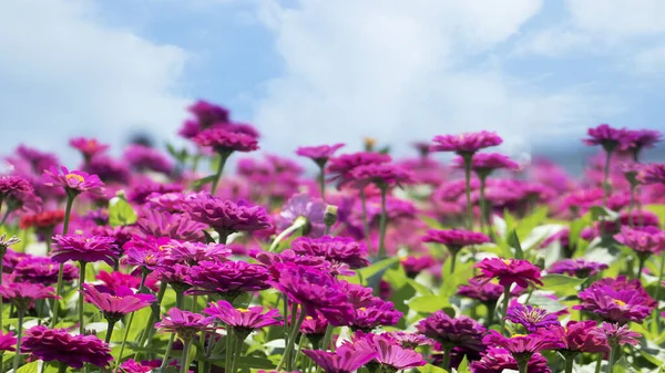 Prachtige Plek Met Een Zee Van Bloemen Met Mooie Kleur — Stockfoto