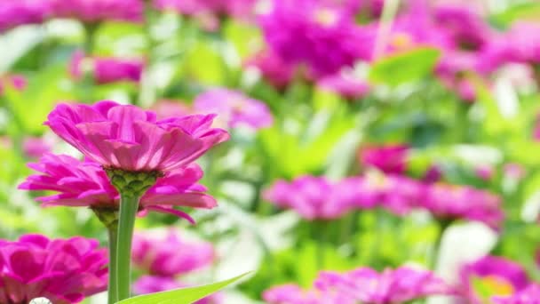 Den Vackra Platsen Med Ett Hav Blommor Med Fin Färg — Stockvideo