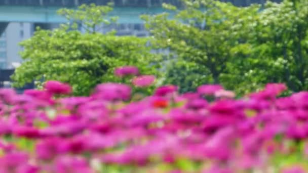 Den Vackra Platsen Med Ett Hav Blommor Med Fin Färg — Stockvideo