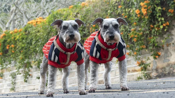 Όμορφη Schnauzer Σταθεί Στο Stree Ωραίο Λουλούδι — Φωτογραφία Αρχείου