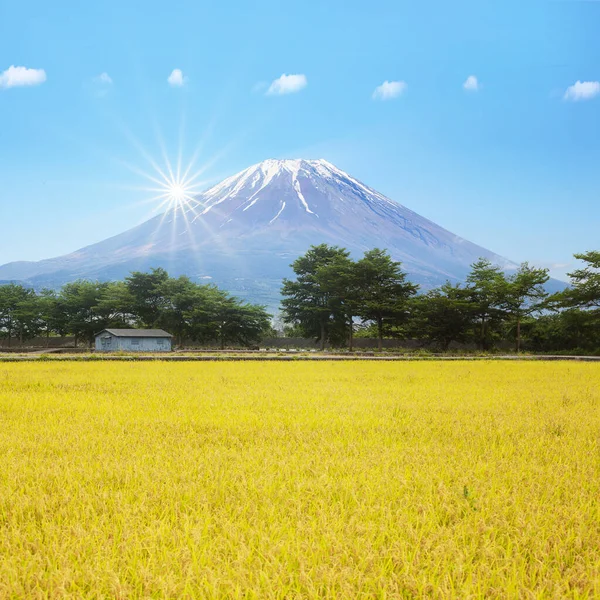 Beautiful Paddy Place Nice Tree Mountain — Stock Photo, Image