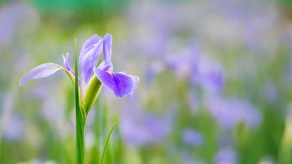 Квіти Фіолетових Ірисів Iris Germanica Розмитому Зеленому Природному Фоні Саду — стокове фото