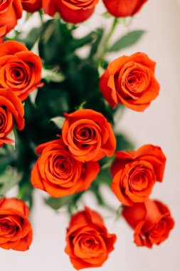 Beyaz arkaplanda Kırmızı Taze Güller, seçici odak