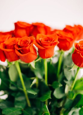 Beyaz arkaplanda Kırmızı Taze Güller, seçici odak