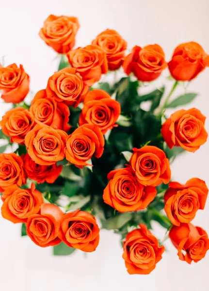 Red Fresh Roses on the white background , selective focus — Stock Photo, Image