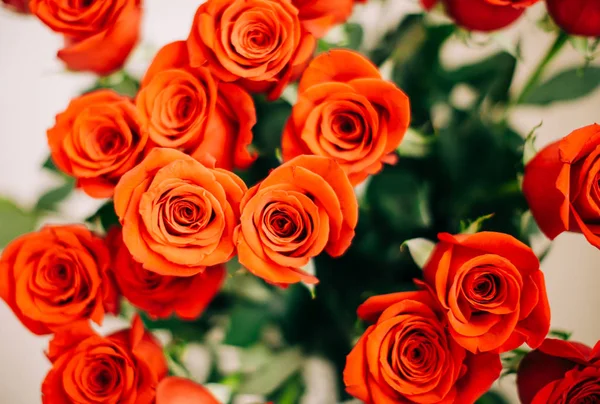 Red Fresh Roses on the white background , selective focus — Stock Photo, Image