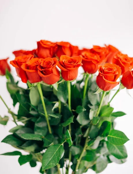 Rose rosse fresche sullo sfondo bianco, messa a fuoco selettiva — Foto Stock