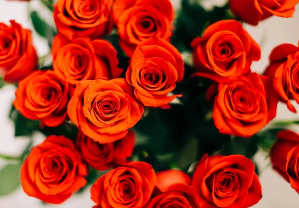 Red Fresh Roses on the white background , selective focus — Stock Photo, Image
