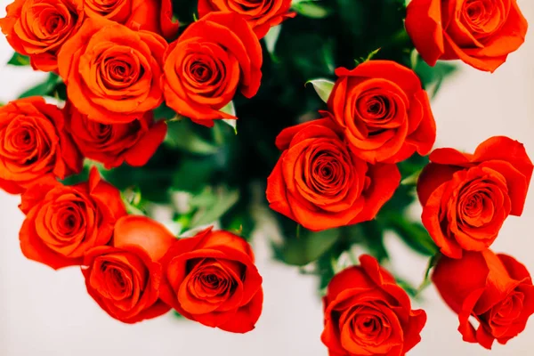 Red Fresh Roses on the white background , selective focus — Stock Photo, Image