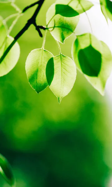 Frühlingsapfelbaum Nahaufnahme Selektiver Fokus — Stockfoto