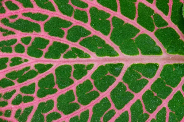 Makro röda bladnerver — Stockfoto