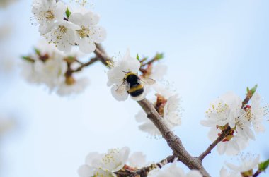 Kiraz çiçekleri beyaz