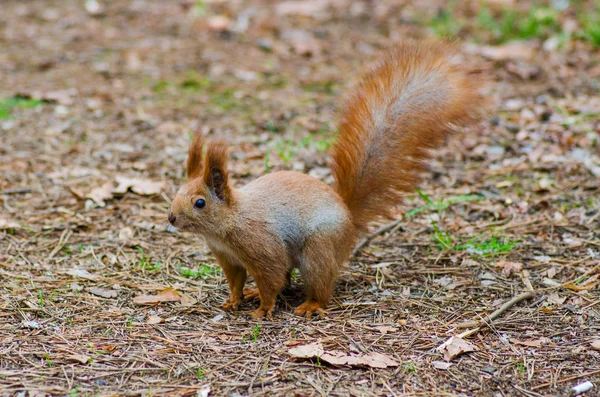 Protein i ceder skogen — Stockfoto