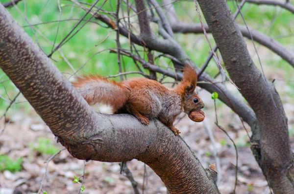 Protéines dans la forêt de cèdres — Photo