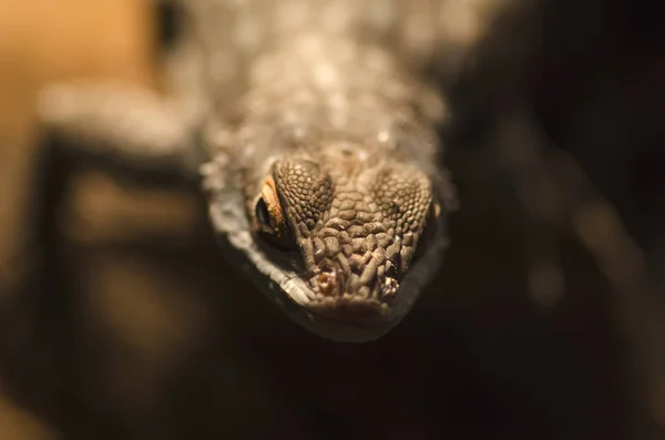 Macro foto grande lagarto — Fotografia de Stock