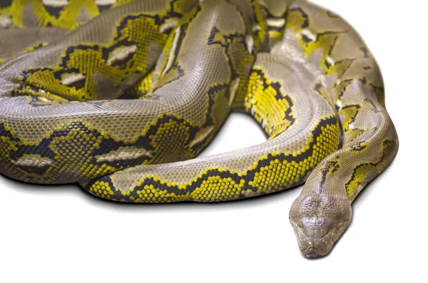 Python duże izolacji — Zdjęcie stockowe