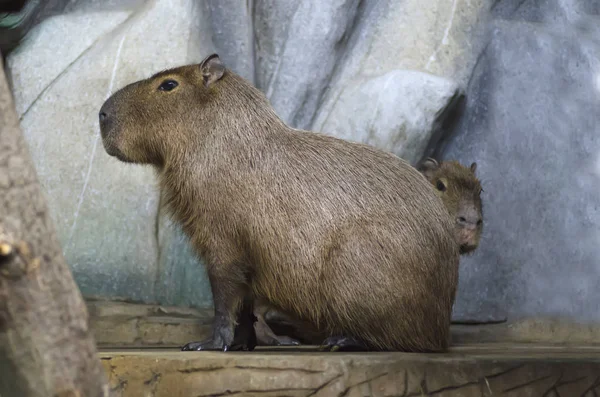 Kapibara z potomstwa — Zdjęcie stockowe