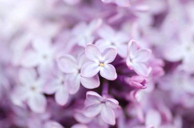 Lila makro fotoğraf