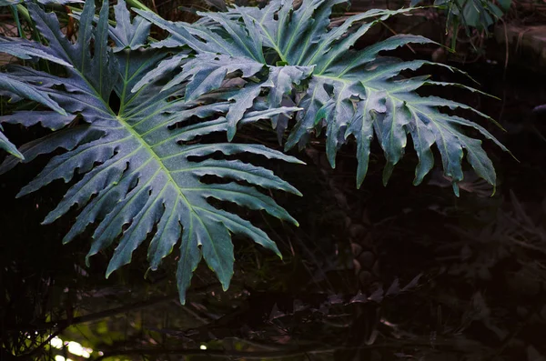 シダの葉のマクロ — ストック写真