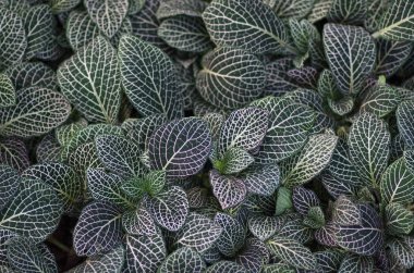 Fittonia tropical leaves clipart