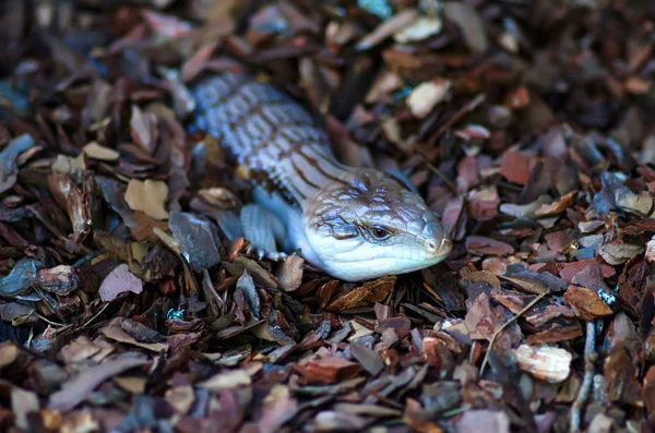 Echse versteckt sich im Sägemehl — Stockfoto